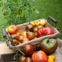 1884 Olde Timey Heirloom Tomato Premium Seed Packet-3