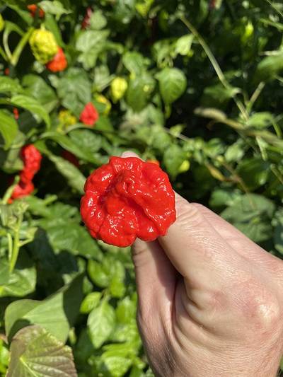Wartryx Ultrahot Red Pepper Premium Seed Packet Possibly Hottest in The World