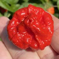Wartryx Ultrahot Red Pepper Premium Seed Packet Possibly Hottest in The World - Thumbnail 1