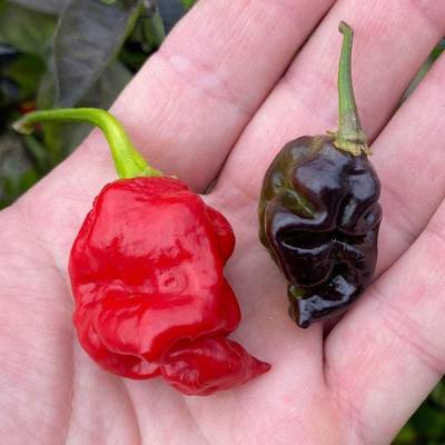 Dragon's breath x pink tiger hybrid chile pepper premium seed packet