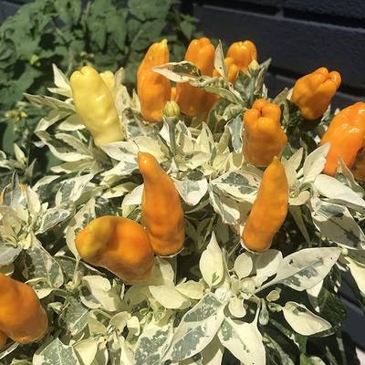 Orange fish pepperoncini bonchi bonsai pepper premium seed packet
