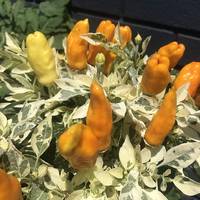 Orange Fish Pepperoncini Bonchi Bonsai Pepper Premium Seed Packet - Thumbnail 1