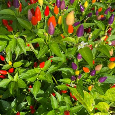 Bolivian rainbow ornamental purple pepper premium seed packet