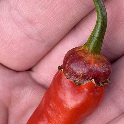 Bubblegum spectacular bbg 7 pot pepper premium seed packet + more