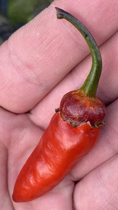 Bubblegum Spectacular BBG 7 Pot Pepper Premium Seed Packet + More