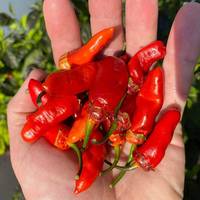 Bubblegum Spectacular BBG 7 Pot Pepper Premium Seed Packet + More - Thumbnail 1