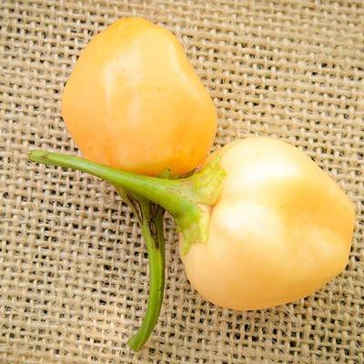 Peachadew pepperdew malawi piquante heirloom pepper premium seed packet