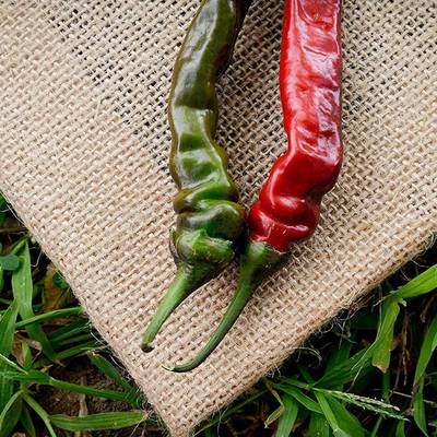 Black thai heirloom chili pepper premium seed packet + more