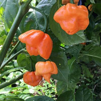 Bahamian goat bahamas hot pepper premium seed packet