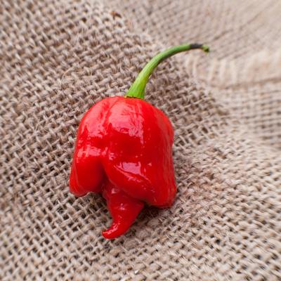 Butch t variant trinidad scorpion heirloom pepper premium seed packet, world record holder