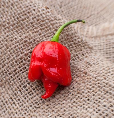 Butch T Variant Trinidad Scorpion Heirloom Pepper Premium Seed Packet, World Record Holder