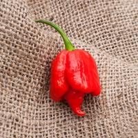 Butch T Variant Trinidad Scorpion Heirloom Pepper Premium Seed Packet, World Record Holder - Thumbnail 1