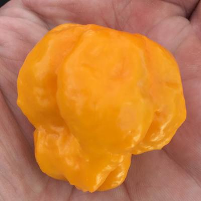 Jamaican scotch bonnet hot pepper premium seed packet + more