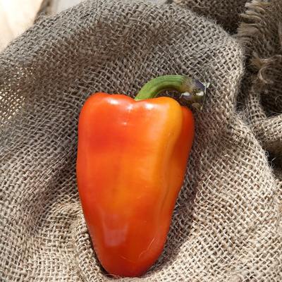 Bacskai feher hungarian sweet pepper premium seed packet