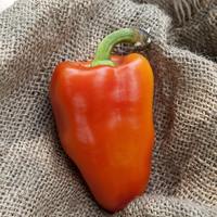 Bacskai Feher Hungarian Sweet Pepper Premium Seed Packet - Thumbnail 1
