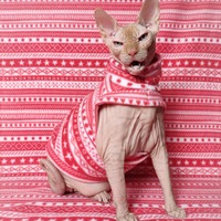 Ribbon Candy - Thumbnail 1