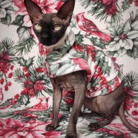 Cardinal Sin - Thumbnail 2