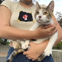 Cute Brown Mushroom Print Short Sleeve Shirt Crop Top Frill Ruffles Punk Aesthetic Casual E-Girl Kawaii Korean Japanese Harajuku - Thumbnail 1