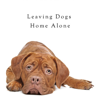 Separation anxiety: leaving dogs home alone