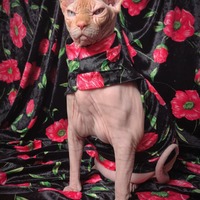 You Don't Bring Me Flowers - Thumbnail 2