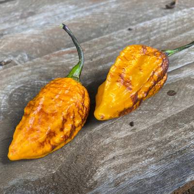 Hallows eve halloween hot pepper premium seed packet