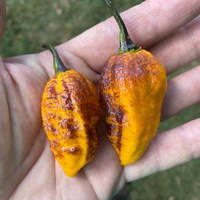 Hallows Eve Halloween Hot Pepper Premium Seed Packet - Thumbnail 1