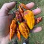 Hallows Eve Halloween Hot Pepper Premium Seed Packet-2