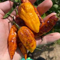 Hallows Eve Halloween Hot Pepper Premium Seed Packet - Thumbnail 3