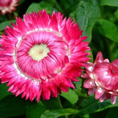 Strawflower helichrysum golden everlasting mixed colors seed packet xerochrysum bracteatum
