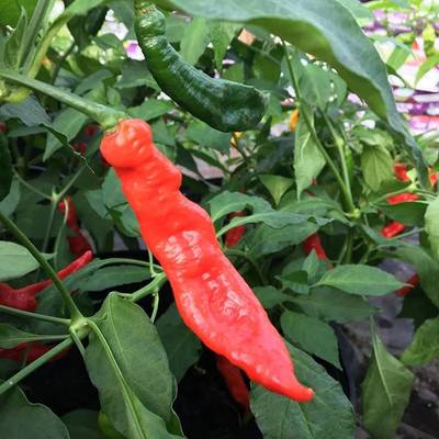 Ghostly jalapeno hot pepper premium seed packet ghost bhut jolokia