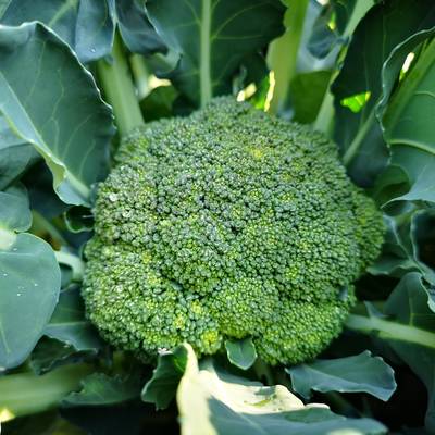 Waltham 29 heirloom broccoli premium seed packet