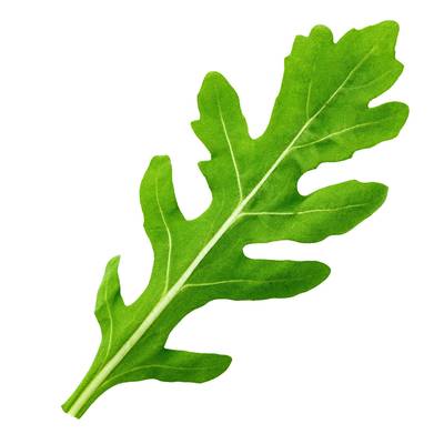 Runway arugula deep lobed oakleaf italian rocket roquette heirloom premium seed packet