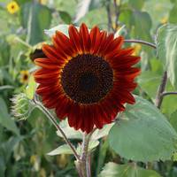 Procut Red Sunflower Autumn Cut Flowers Premium Seed Packet - Thumbnail 1