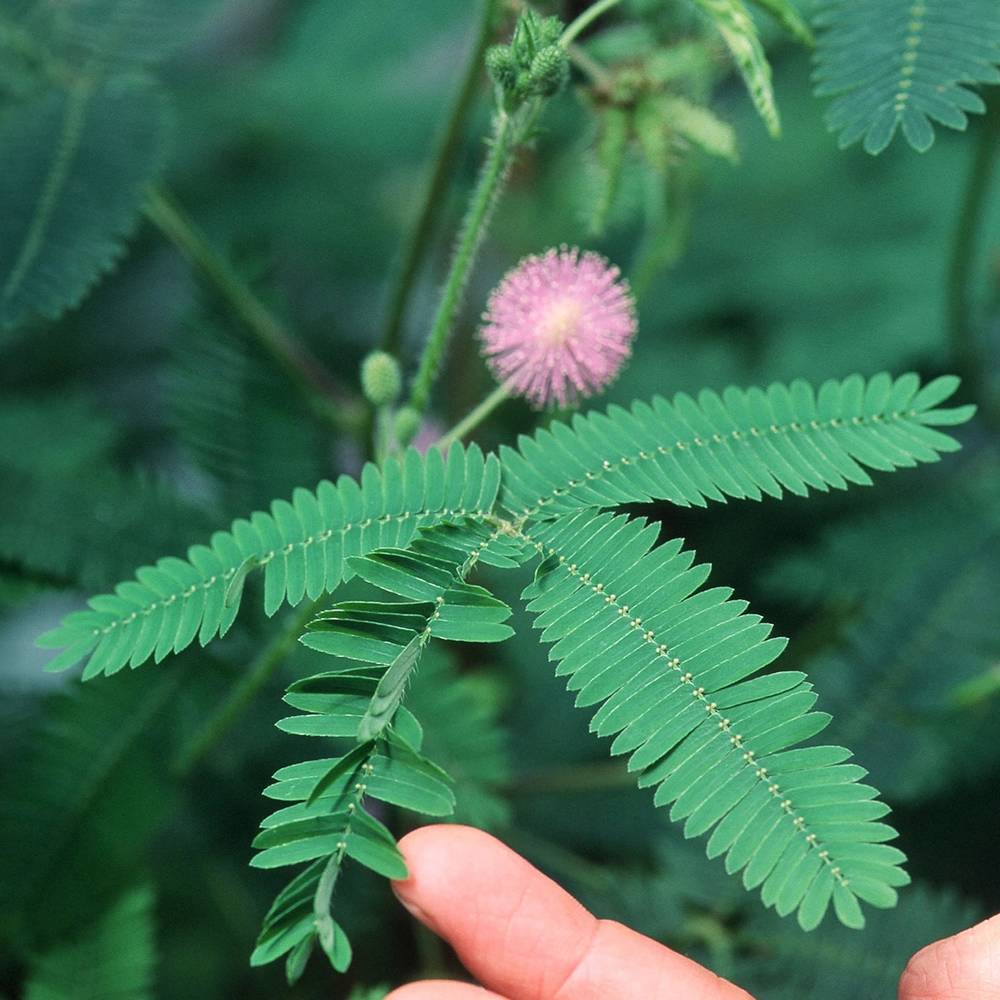 Mimosa Pudica Sensitive Plant No Touch Premium Seed Packet Great