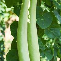 Cuccuza Gagootza Serpente di Sicilia Cuccuzi Italian Long Gourd Squash Heirloom Premium Seed Packet - Thumbnail 1