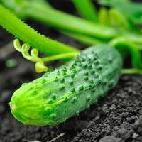 Parisian Pickling Pickler French Cornichon Cucumber Heirloom Premium Seed Packet - Thumbnail 1