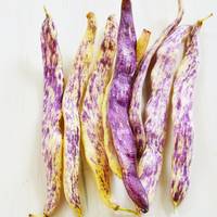 Dragons Tongue Dutch Heirloom Bush Bean Premium Seed Packet - Thumbnail 1
