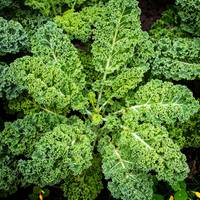 Dwarf Vates Curly Green Kale Curled Broccoli Premium Seed Packet - Thumbnail 1