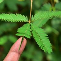 Mimosa Pudica Sensitive Plant No Touch Premium Seed Packet Great for Kids! - Thumbnail 1