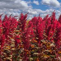 Red Spike Amaranth Cut Flowers Premium Seed Packet - Thumbnail 1