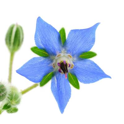 Blue borage starflower cucumber salad premium seed packet great for kids!