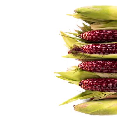 Ruby red queen sweet corn anthocyanin antioxidents
