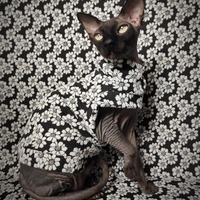 Oops-A-Daisy - Thumbnail 1