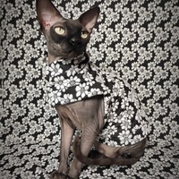 Oops-A-Daisy - Thumbnail 2