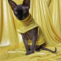 Easter Eggs (Yellow) - Thumbnail 1