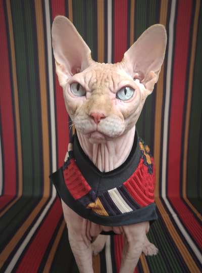 I Got Stripes w/ Velvet