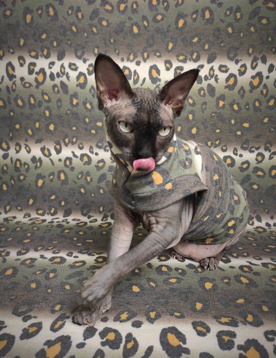 A Leopard Can't Change His Spots