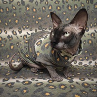 A Leopard Can't Change His Spots - Thumbnail 3