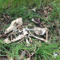 bones i found in a field