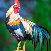 Pawn  Fashion and things